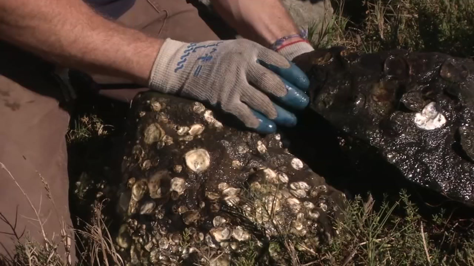 Oyster beds created by engineers at Presidio aim to restore wildlife in