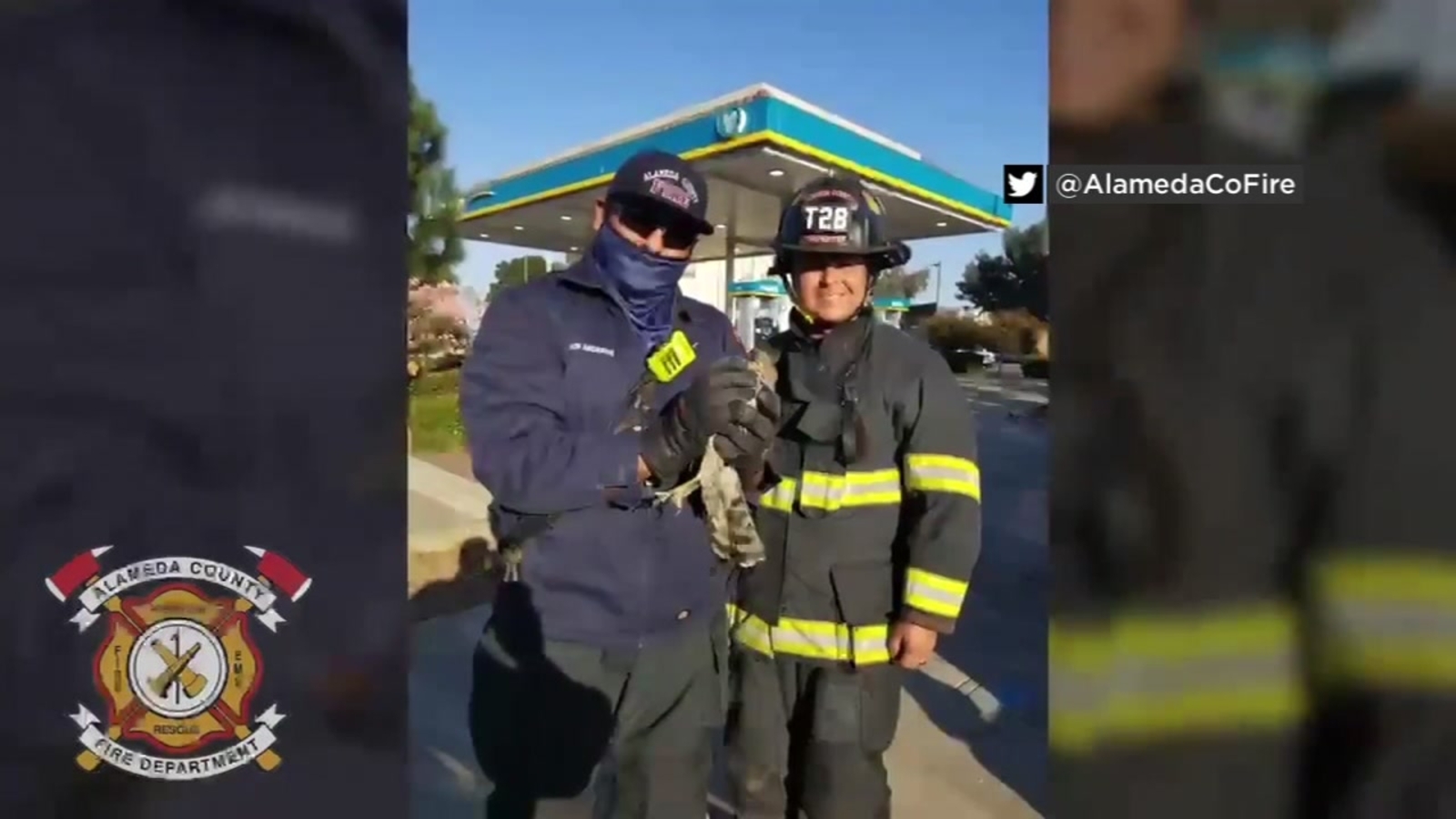 Alameda County firefighters rescue hawk stuck in netting on the roof of