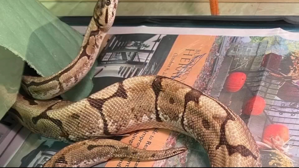 3 ball pythons found in Levittown; officers suspect abandonment