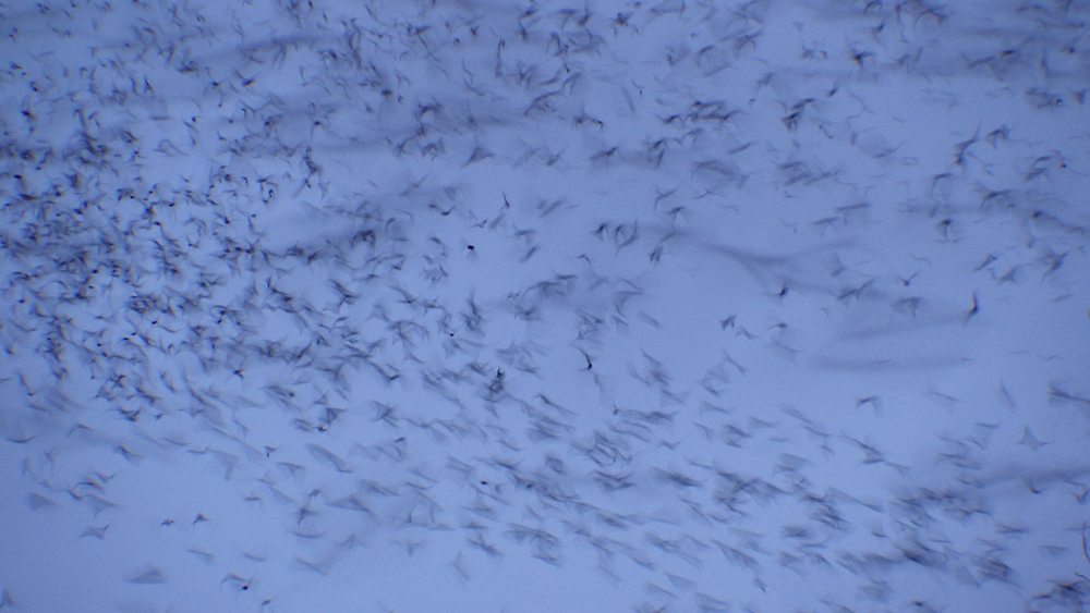 300,000-Bat Ballet: Nightly flight on the bayou