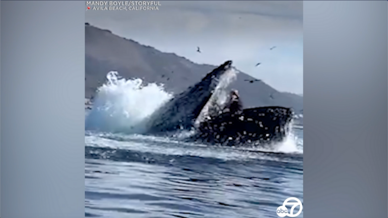 Video Humpback Whale Almost Swallows Kayakers Near Avila Beach Abc7 Chicago