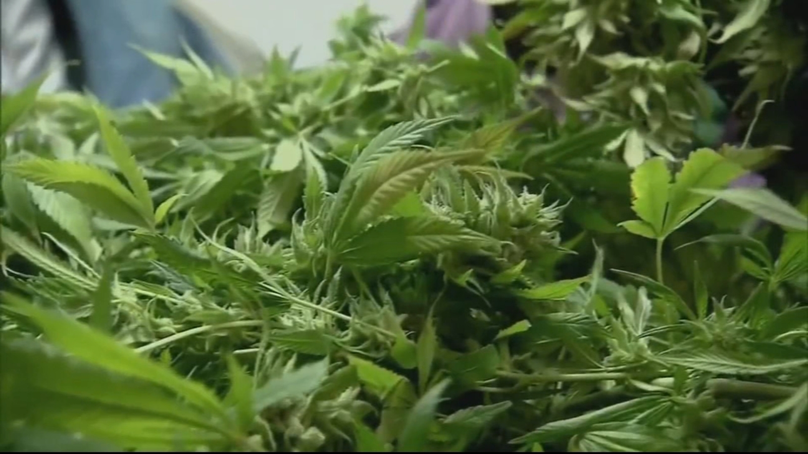 New Jersey Votes To Legalize Marijuana Now What 6abc Philadelphia