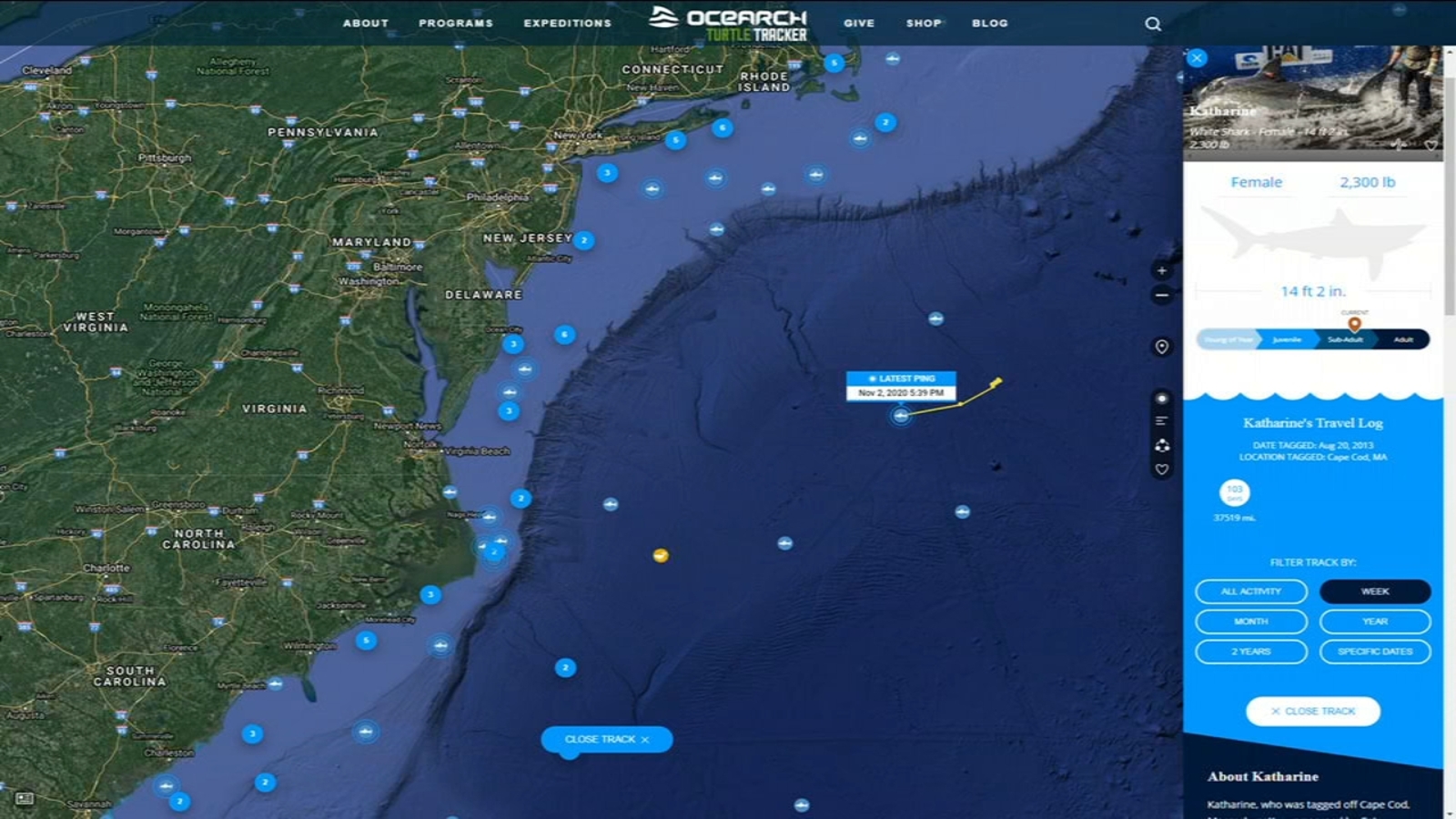 Katherine A Massive Great White Shark Spotted Off North Carolina Coast Abc11 Raleigh Durham