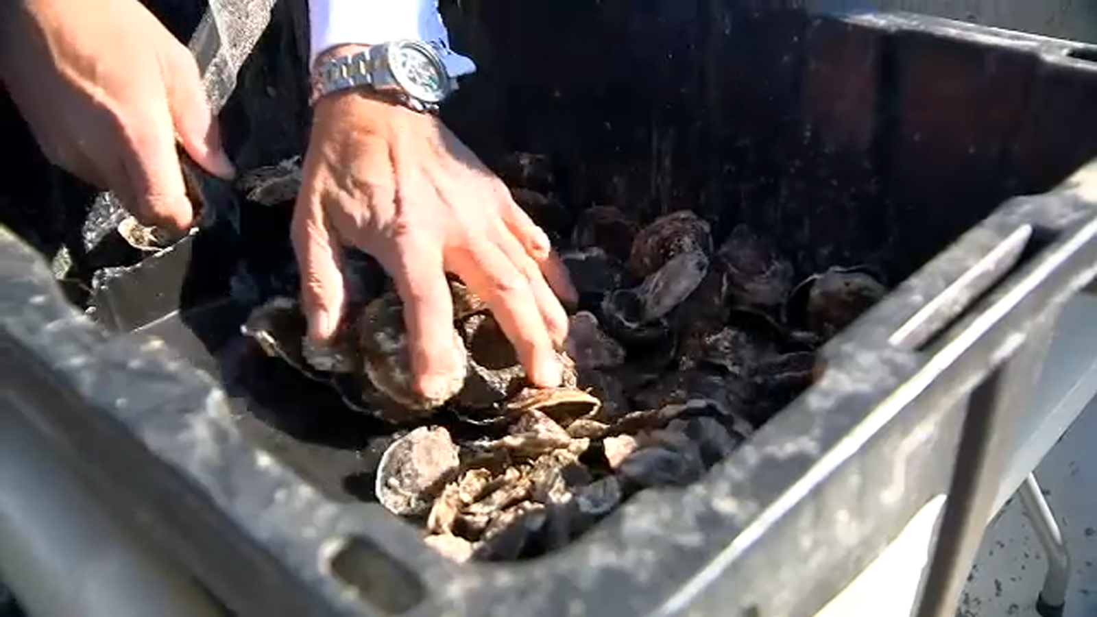 Oyster Bay on Long Island 'seeds' millions of shellfish to help spur