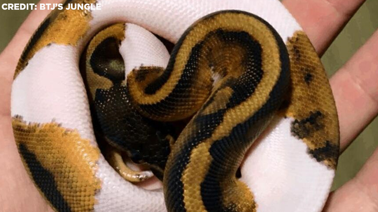 2 designer ball pythons worth $1.5K stolen from West Islip pet shop ...