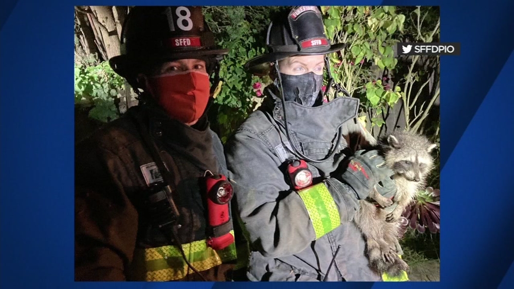 San Francisco firefighters rescue 'Freedom' the baby raccoon from some tree trouble