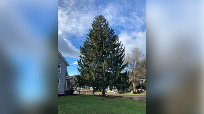 Manhattan S Famous Rockefeller Center Christmas Tree Will Come From Oneonta New York 6abc Philadelphia