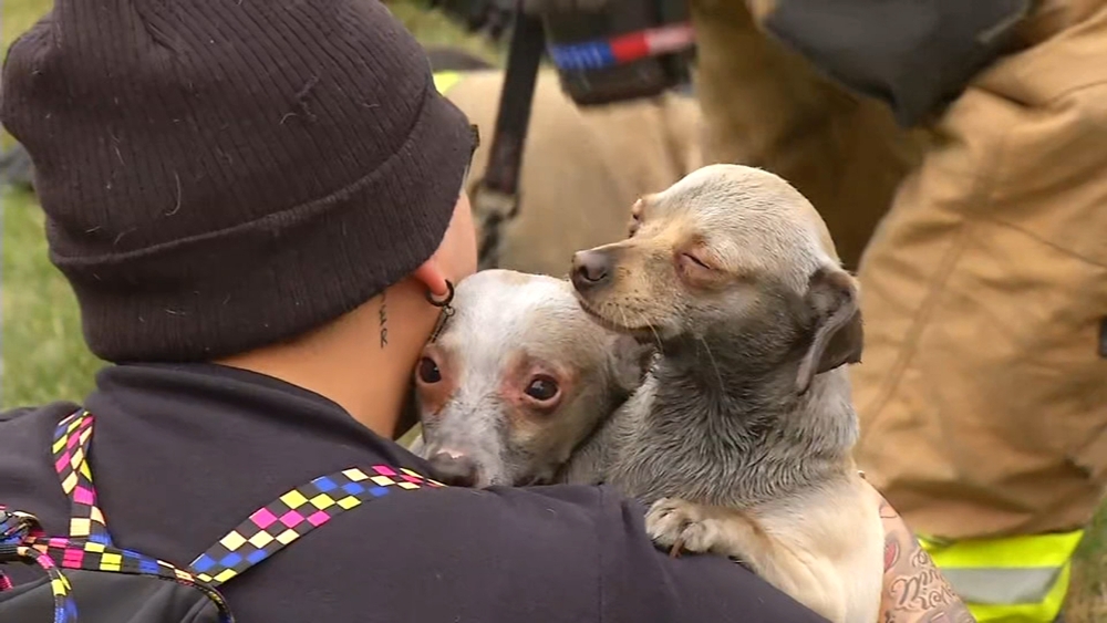 Merced firefighters rescue 3 dogs from apartment fire