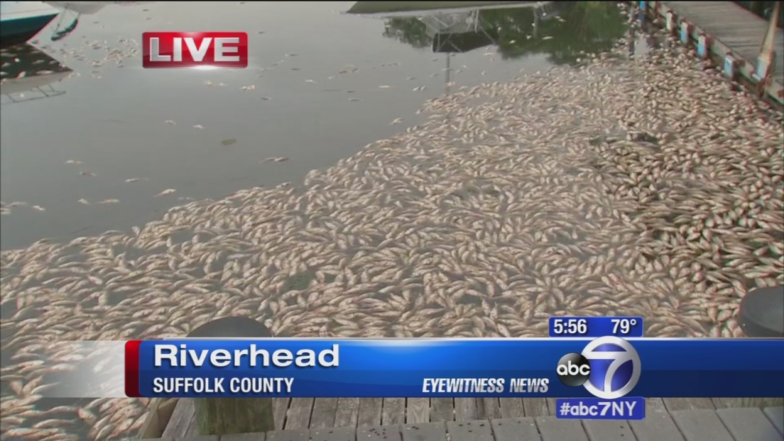 more-dead-fish-wash-up-on-shore-in-riverhead-long-island-abc7-new-york