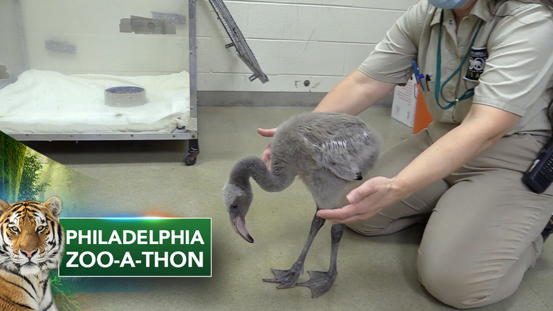Young Flamingo Rehabilitated By Team At Philadelphia Zoo 6abc Philadelphia