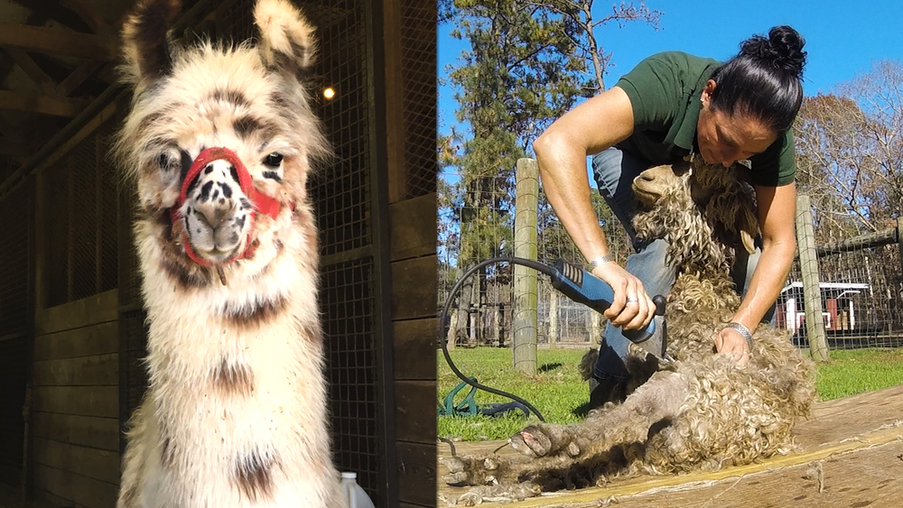 Long Island woman is shearing animals across the country