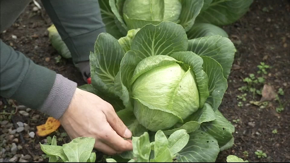 Plant a seed to help your neighbor in need