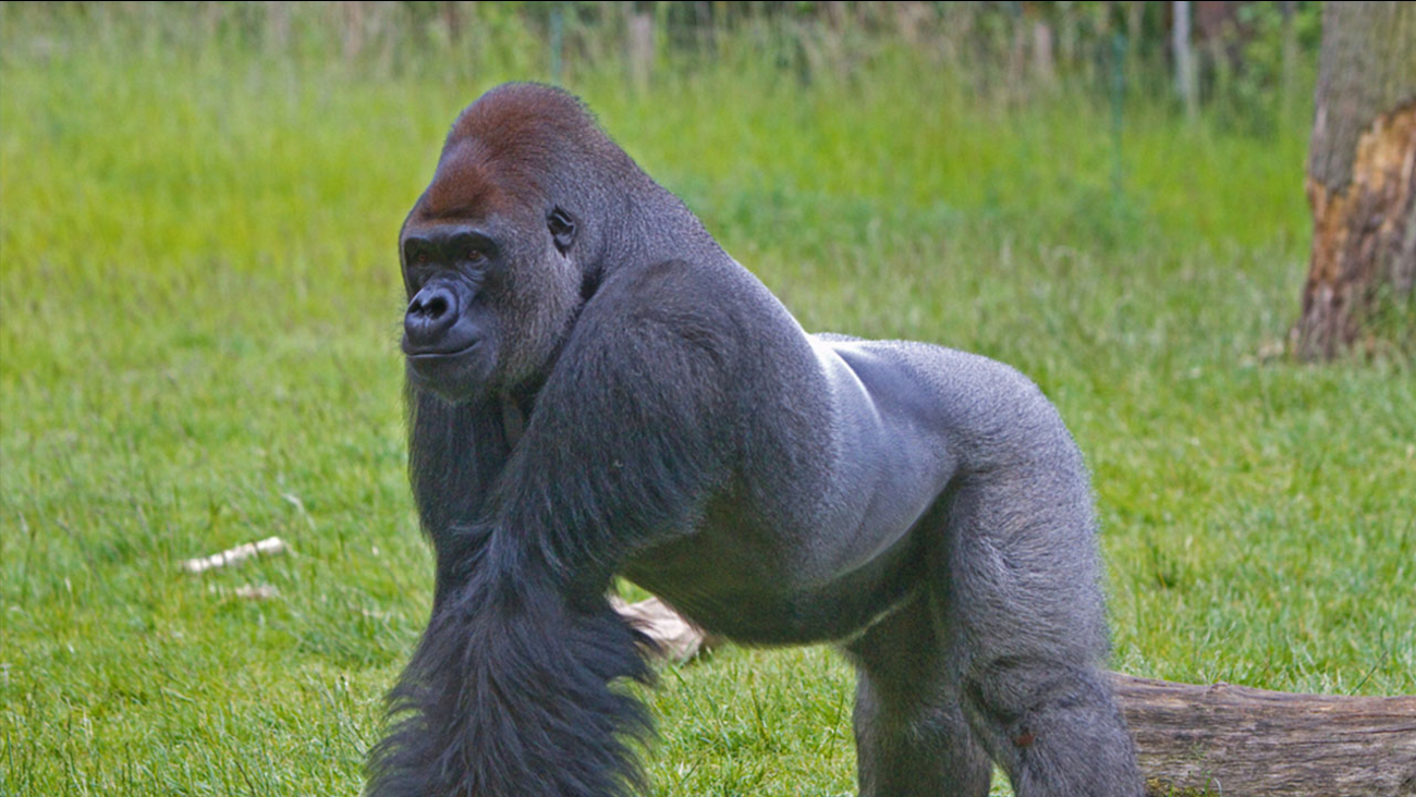 Japanese women go bananas over Shabani, a handsome gorilla
