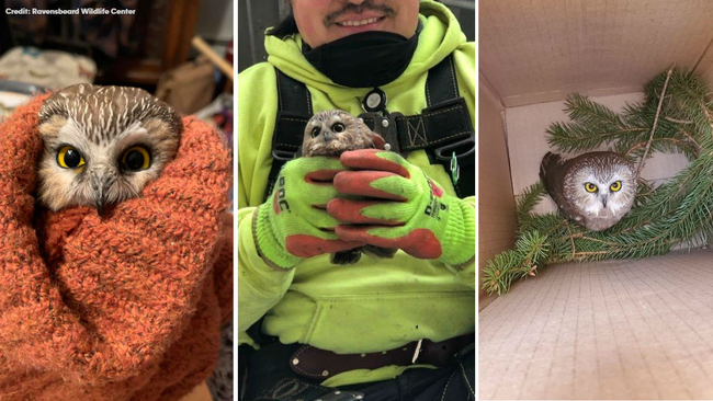 Woman with gun, brick shot by police after wild one-woman crime spree