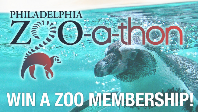 Philadelphia zoo - 6abc Philadelphia