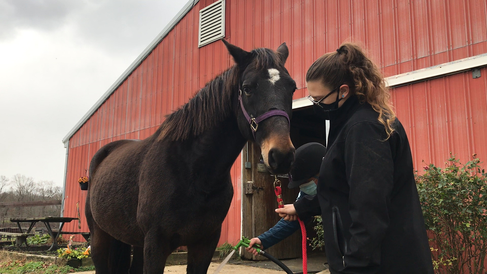 Sanctuary saves retired racehorses from slaughter in New Jersey