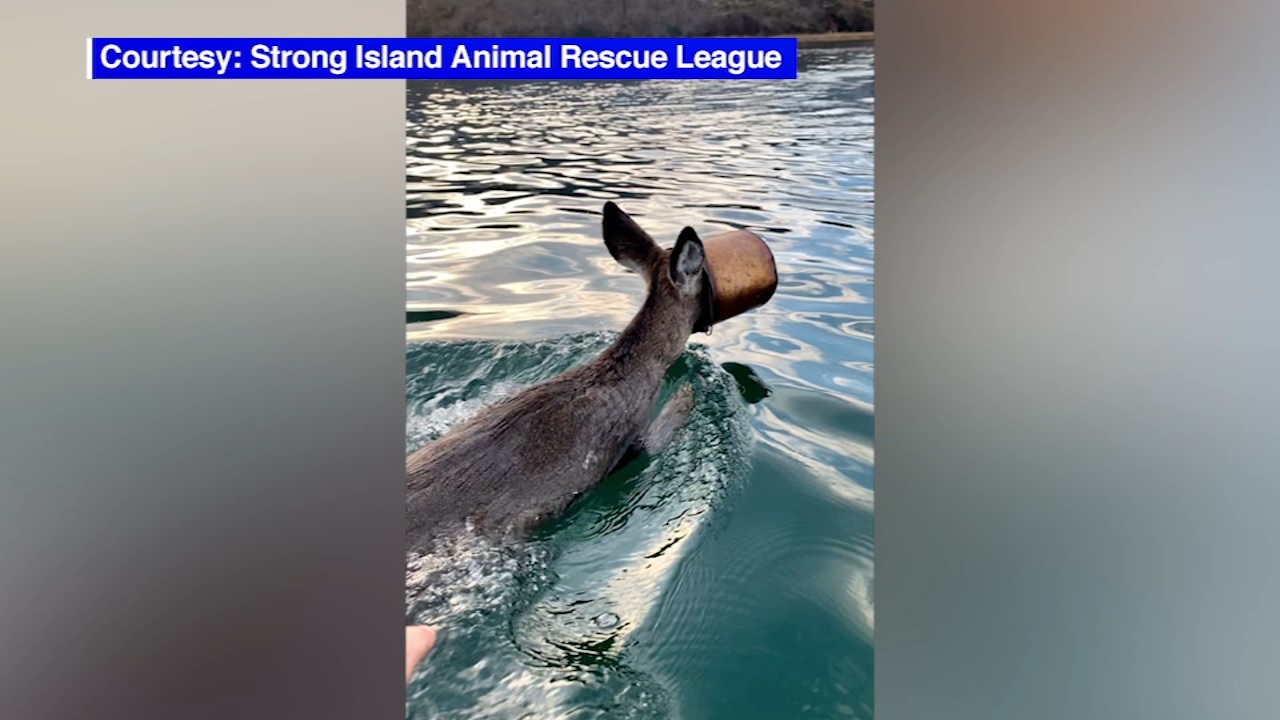 Deer with paint bucket on head rescued from Long Island Sound