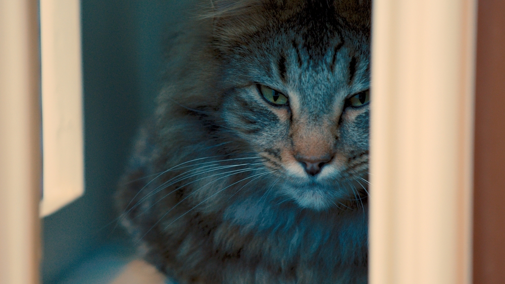 'Cat Town' helps cats find the "purrfect" home