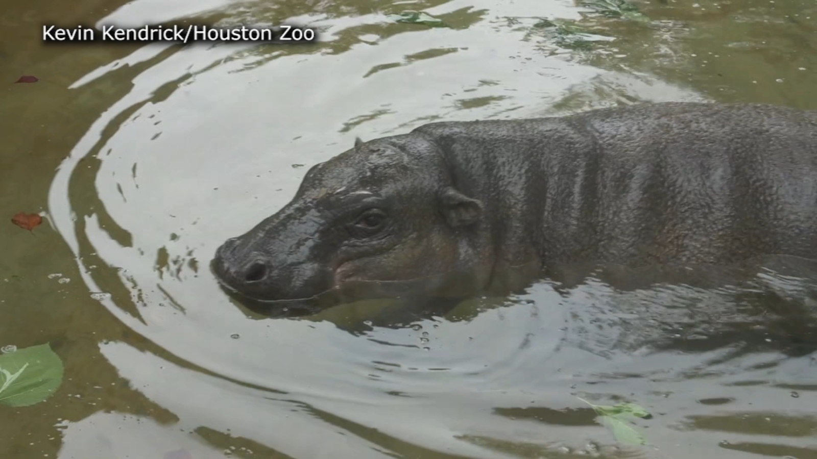 Houston Zoo new 400pound male pygmy hippopotamus ABC13 Houston