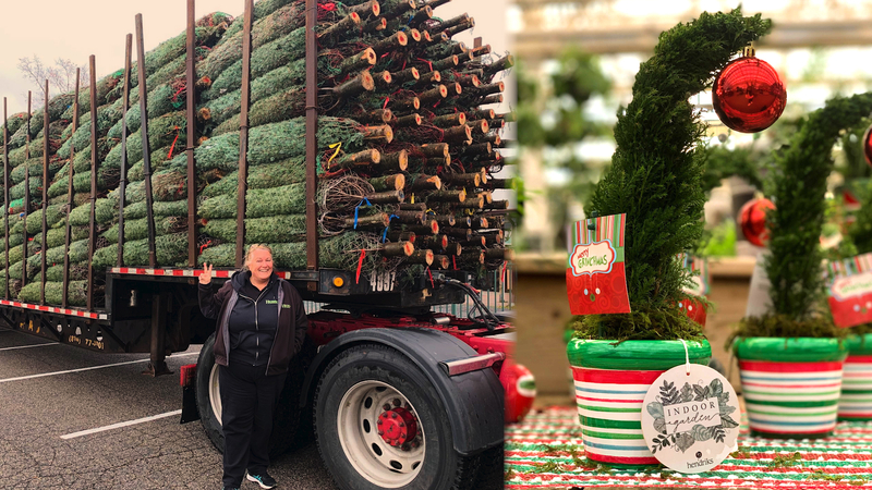 For More Than 160 Years Hicks Nurseries Inc Has Been The Largest Christmas Store On Long Island 6abc Philadelphia Share yours with #christmastreeshops #everyseasoneveryreason bit.ly/inspocts. check out the largest christmas store on long island