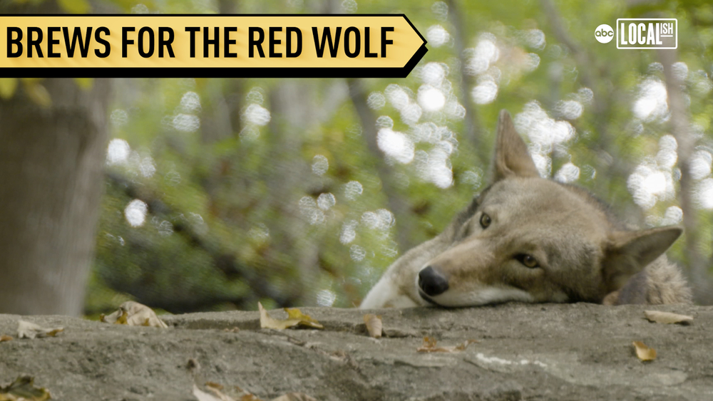 This new beer is all about preserving American red wolves!