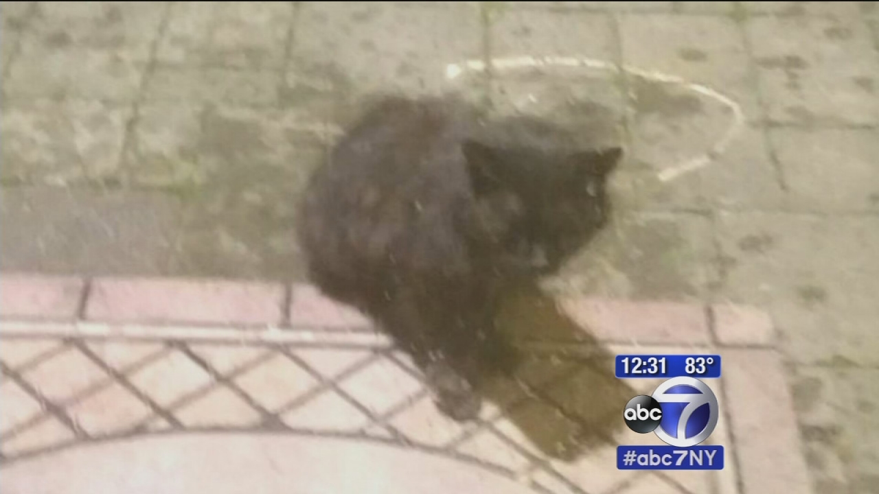 Shamrock ★ Cat  833458_070715-wabc-solis1230-