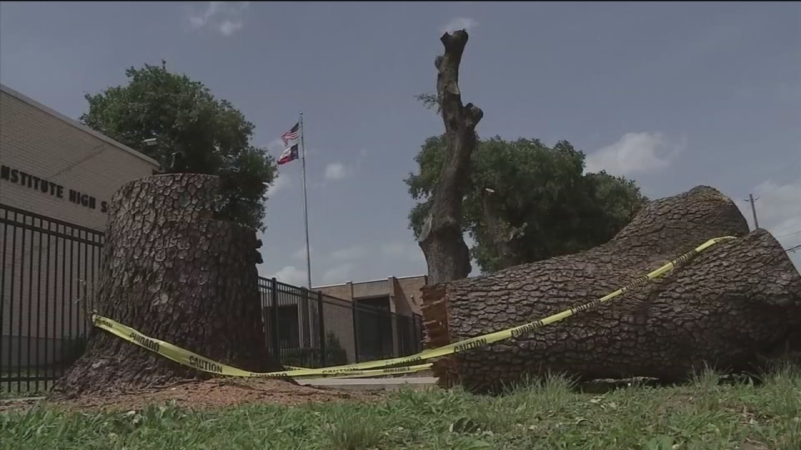 City of Houston still investigating options after HISD kills trees