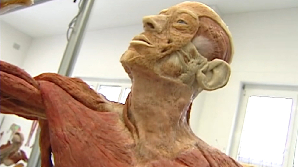 "Body Worlds" Shows What Lies Underneath