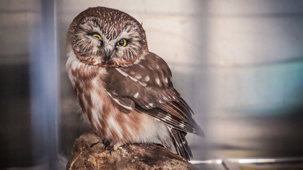 Hero teacher helps injured owl find new life 