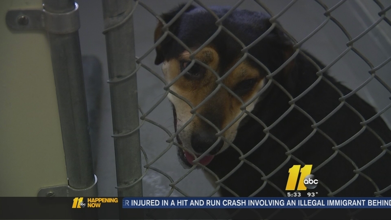 Wake County Animal Shelter at capacity - ABC11 Raleigh-Durham