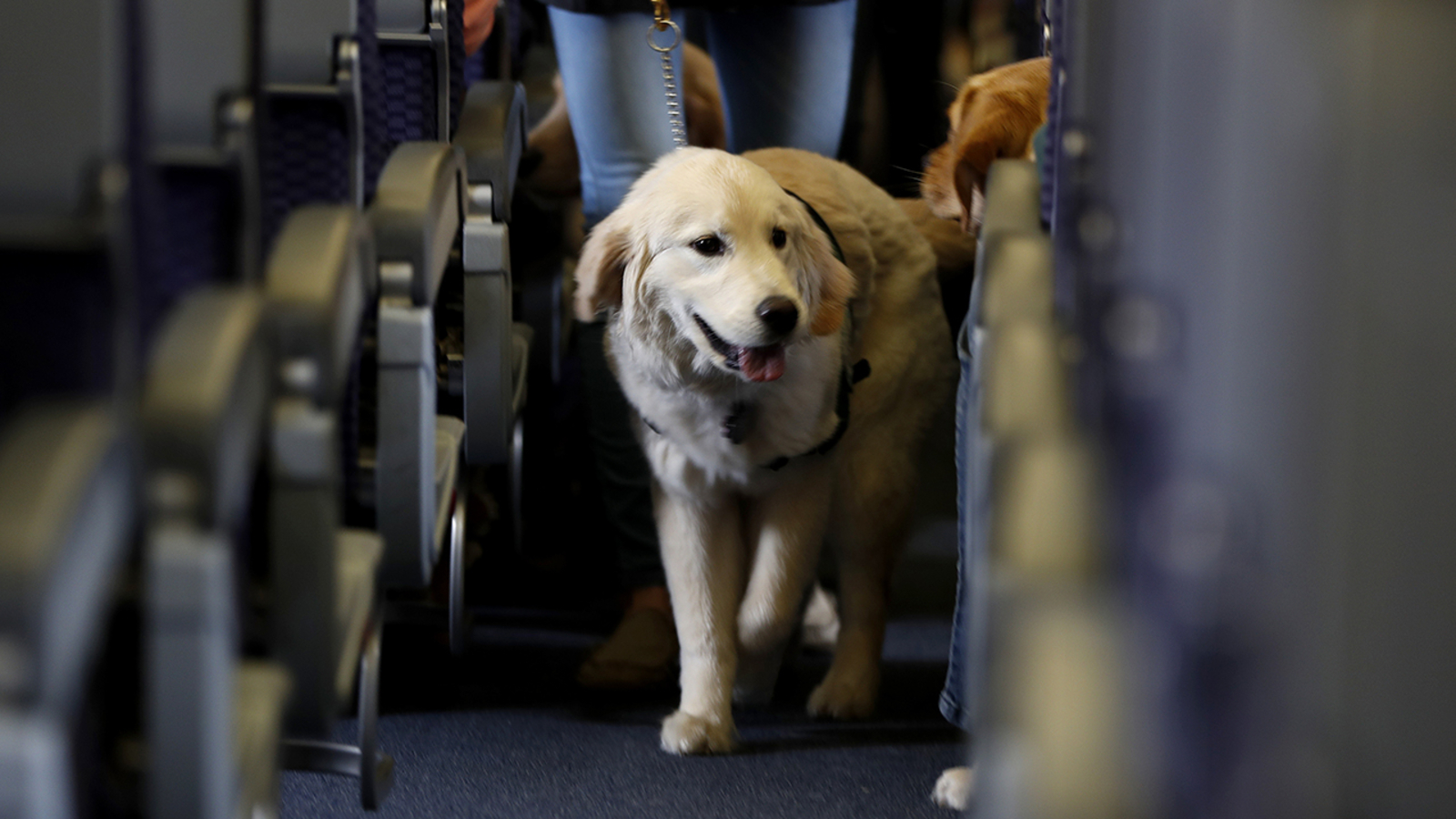 US tightens definition of service animals allowed on planes ABC7 Los