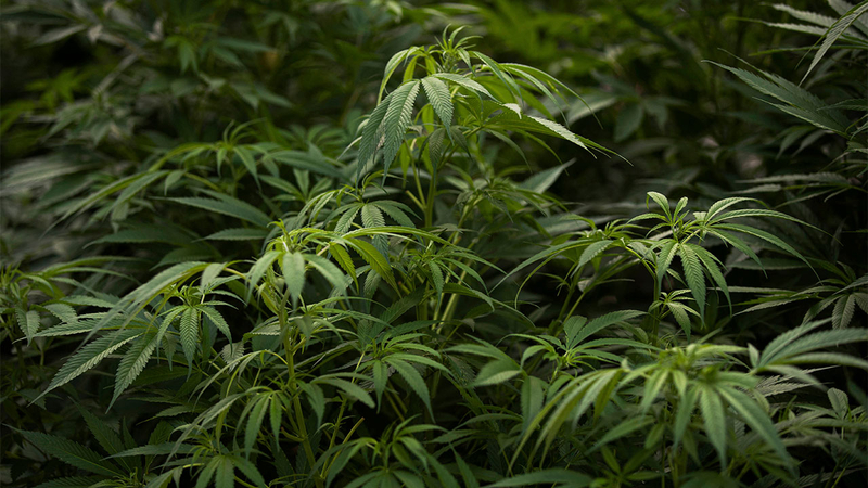 House Of Representatives Votes To Decriminalize Marijuana At Federal Level