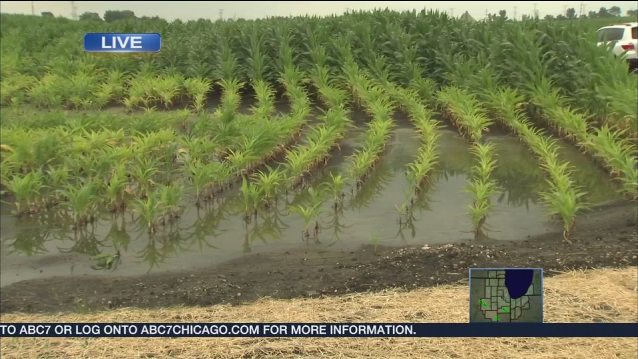 Wet summer leaves Illinois farmers under water