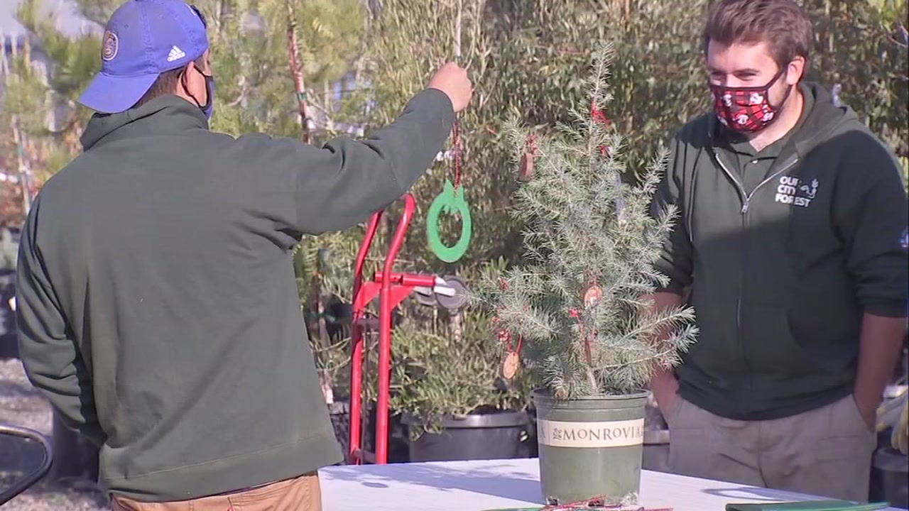 SJ forest nursery hopes shoppers rent holiday trees