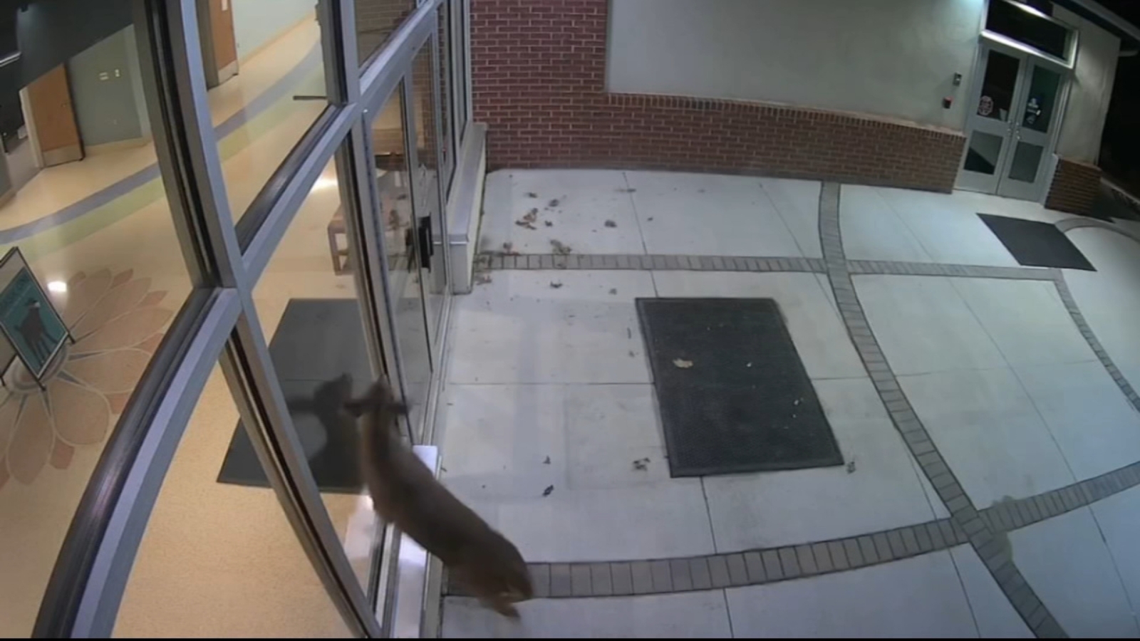 Deer caught trying to break into C.B. Lamb Elementary School in Wrightstown, New Jersey 6abc