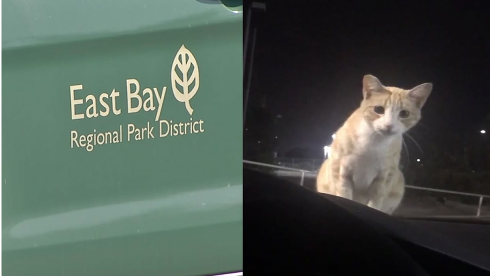 EXCLUSIVE: East Bay Regional Park staff admit to shooting cats