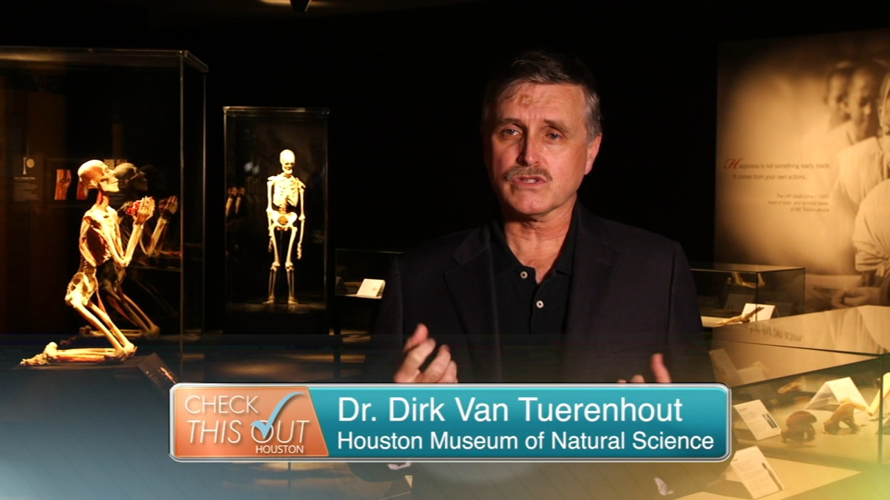 Discover the Houston Museum of Natural Science's new exhibit, Body Worlds!