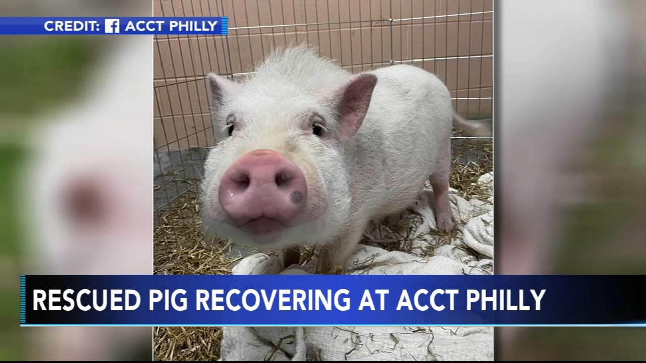 Good Samaritan helps pig on the loose in Northeast Philadelphia