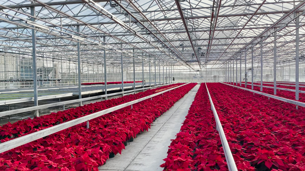 NJ farm grows 40,000 pots of poinsettias every holiday season