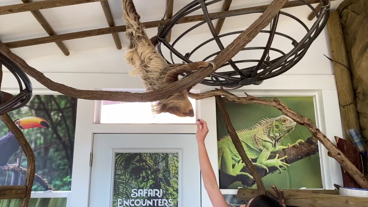 North Bay's Safari Encounters create interactive learning experience with sloths, reptiles - Vimarsana News