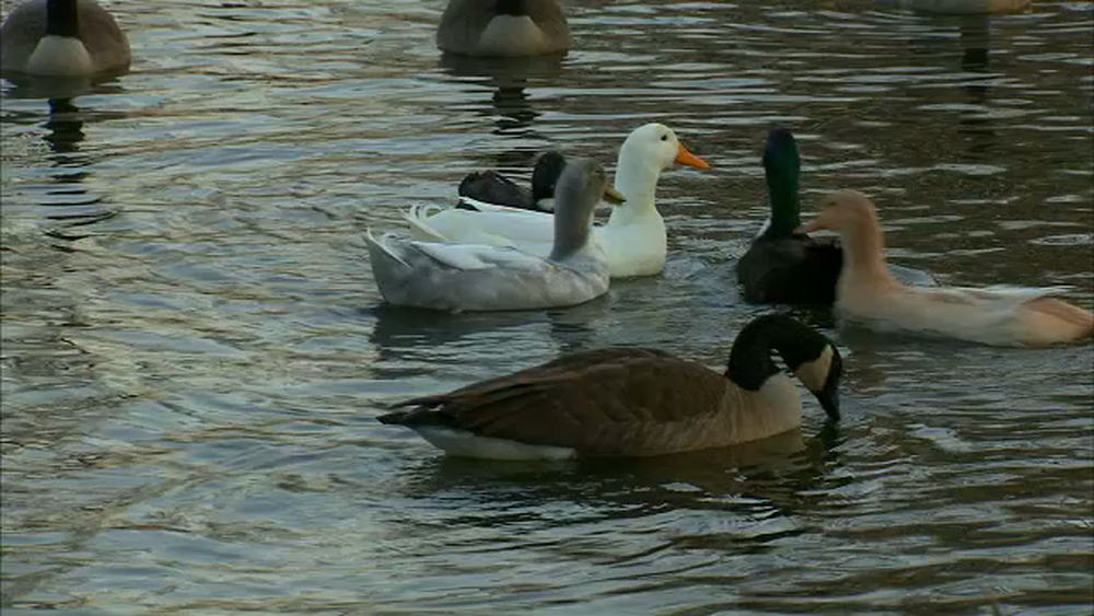 Rescuers save 11 abandoned pet ducks illegally dumped in pond