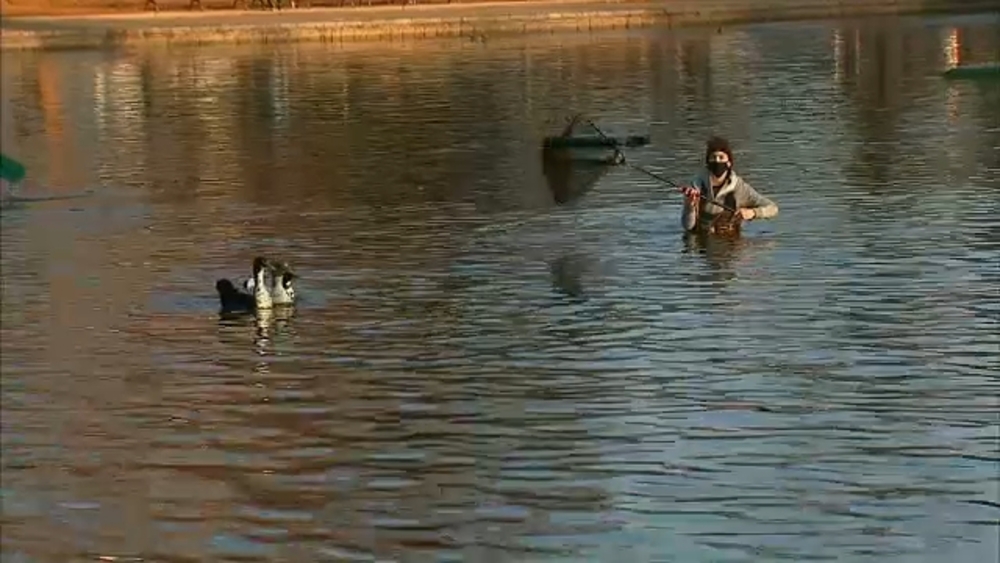 Rescuers save abandoned ducks unable to fly, find food