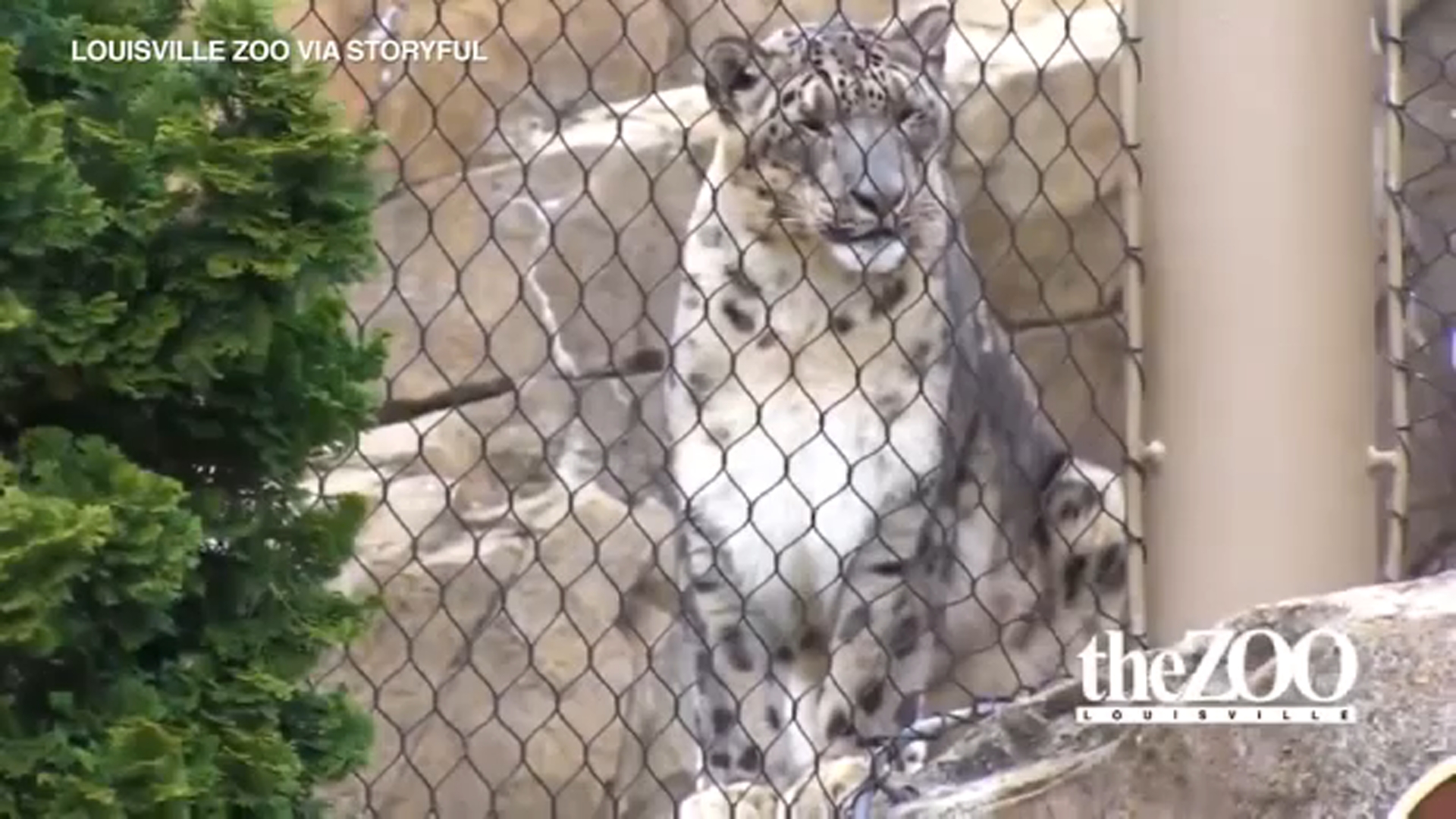 Snow leopards test positive for coronavirus, 6th confirmed animal species
