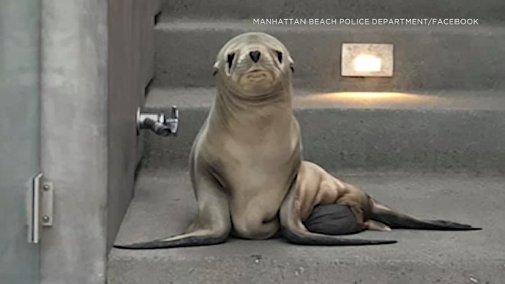 Sick sea lion pup found on Manhattan Beach doorstep