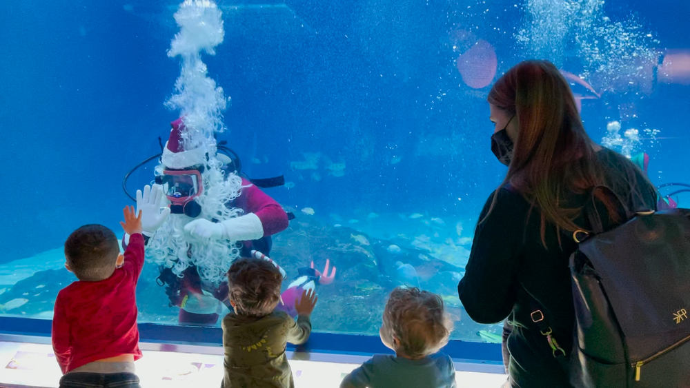 Dive into the holiday spirit with NJ aquarium's Scuba Santa