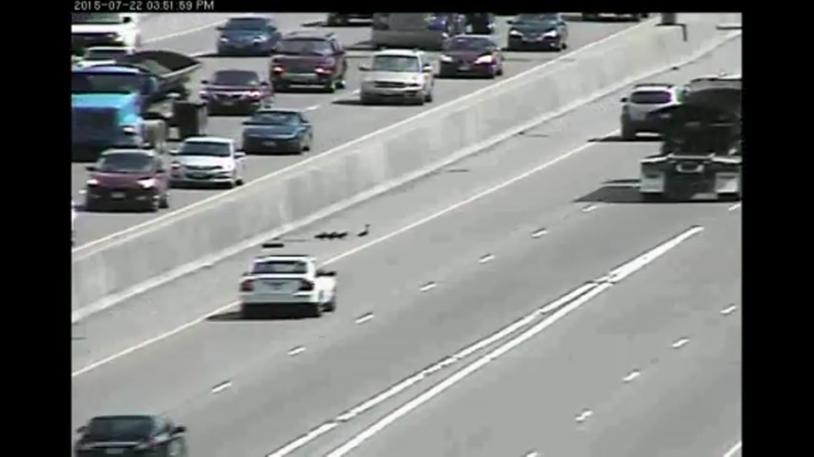 VIDEO Lucky ducks make it across freeway unharmed ABC7 Chicago