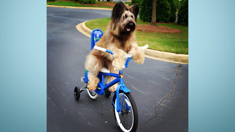 Record-breaking dogs unleashed