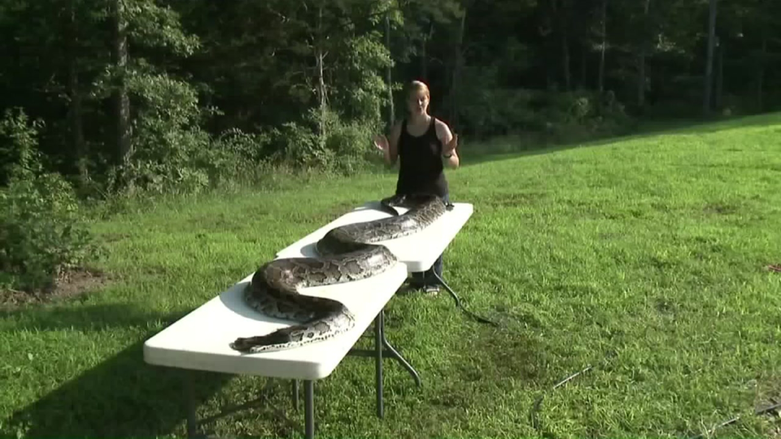 Missouri man kills nearly 15 foot python after several pets go missing ...