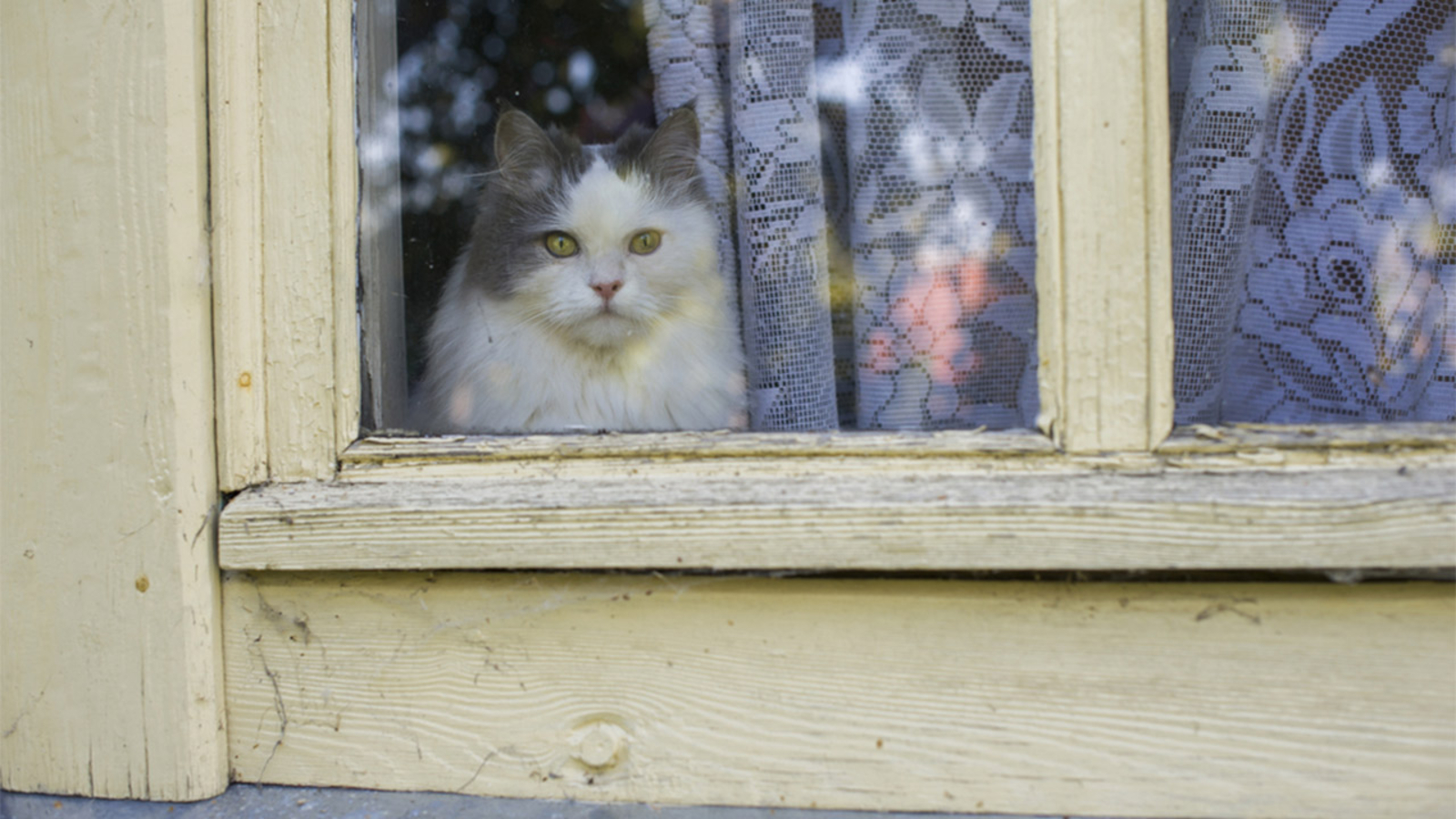 Cats In Australia Could Soon Be Banned From Going Outdoors All Day 