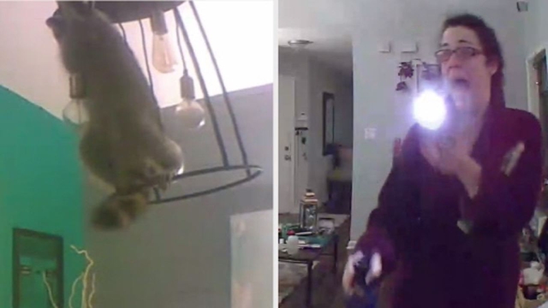 Raccoons In Christmas Tree 2022